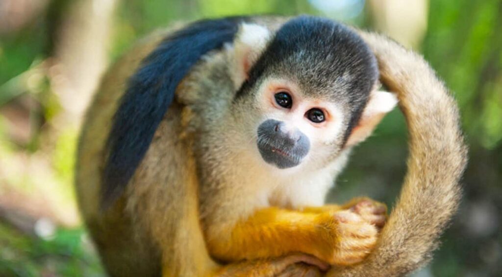 World Animal Foundation