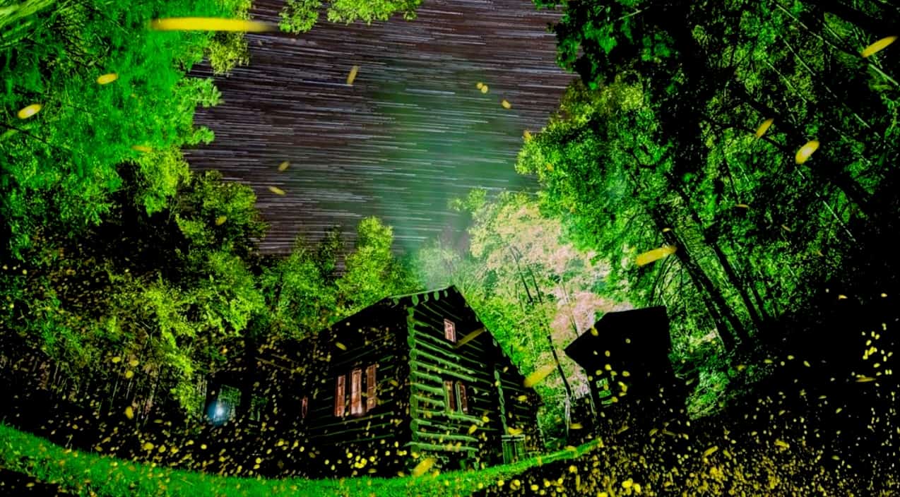 Fireflies Light Up The Smoky Mountains In Rare Event You Can Only See