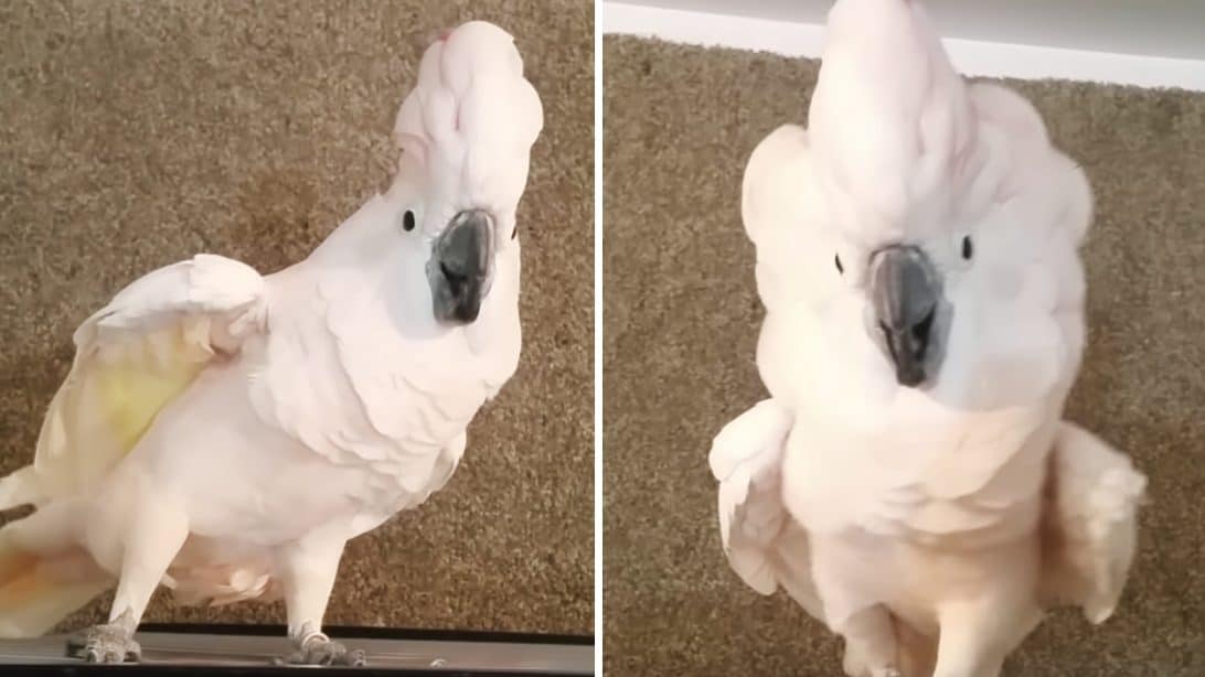 Cockatoo Throws Temper Tantrum When Owner Tries To Get It Back In Cage