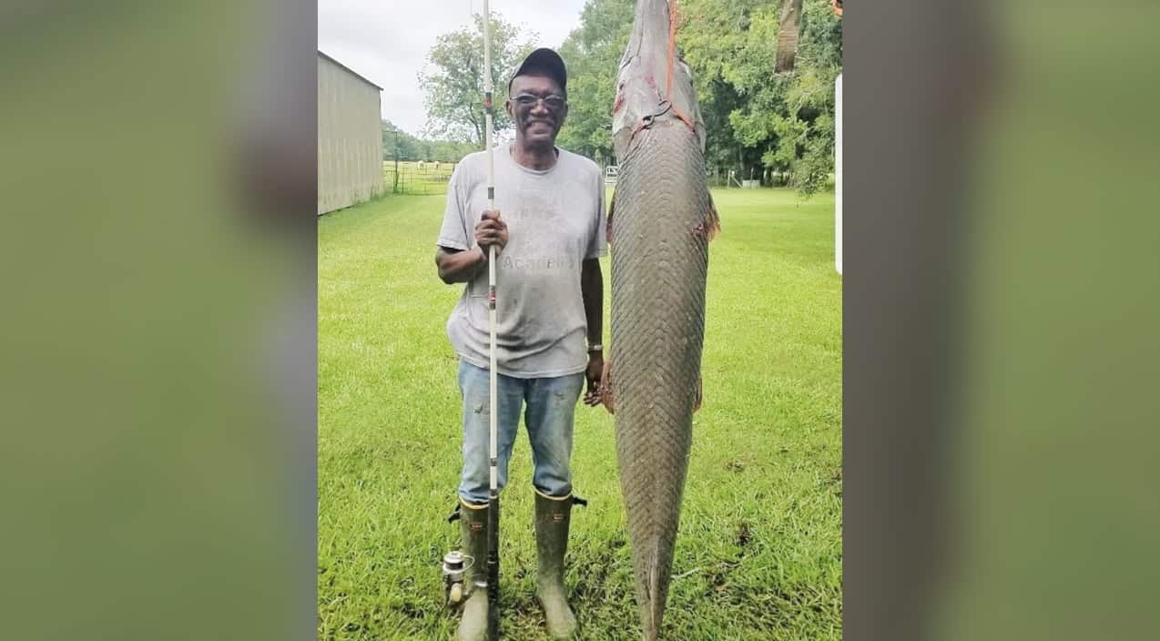Louisiana Man Hooks 7-Foot Alligator Gar