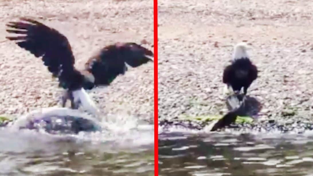 Two Boaters Film Bald Eagle Pulling Muskie Fish From St. Croix River ...