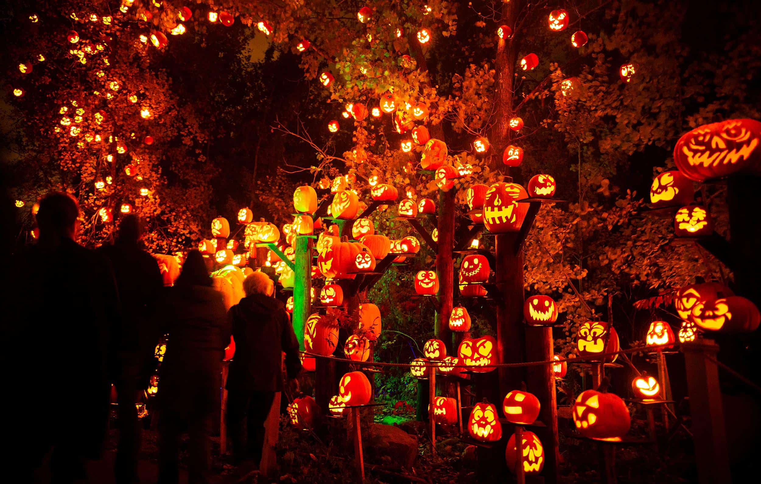 Photos Show Minnesota's Pumpkin Trail Lighting Up The Night