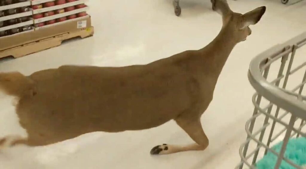 Deer Walked Into Walmart To Escape Cold Weather, Customer Tackled It