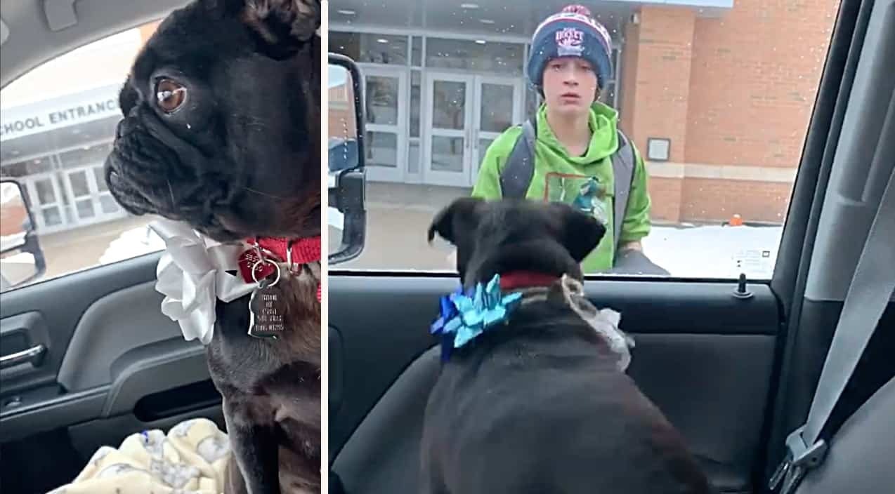 Kid Cries When Mom Pulls Up To School With His Dog Who Was Lost For 2.5 ...