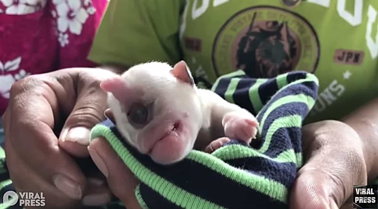Dog Born With One Eye, Monkey-Like Lips & Tail On Forehead Expected To
