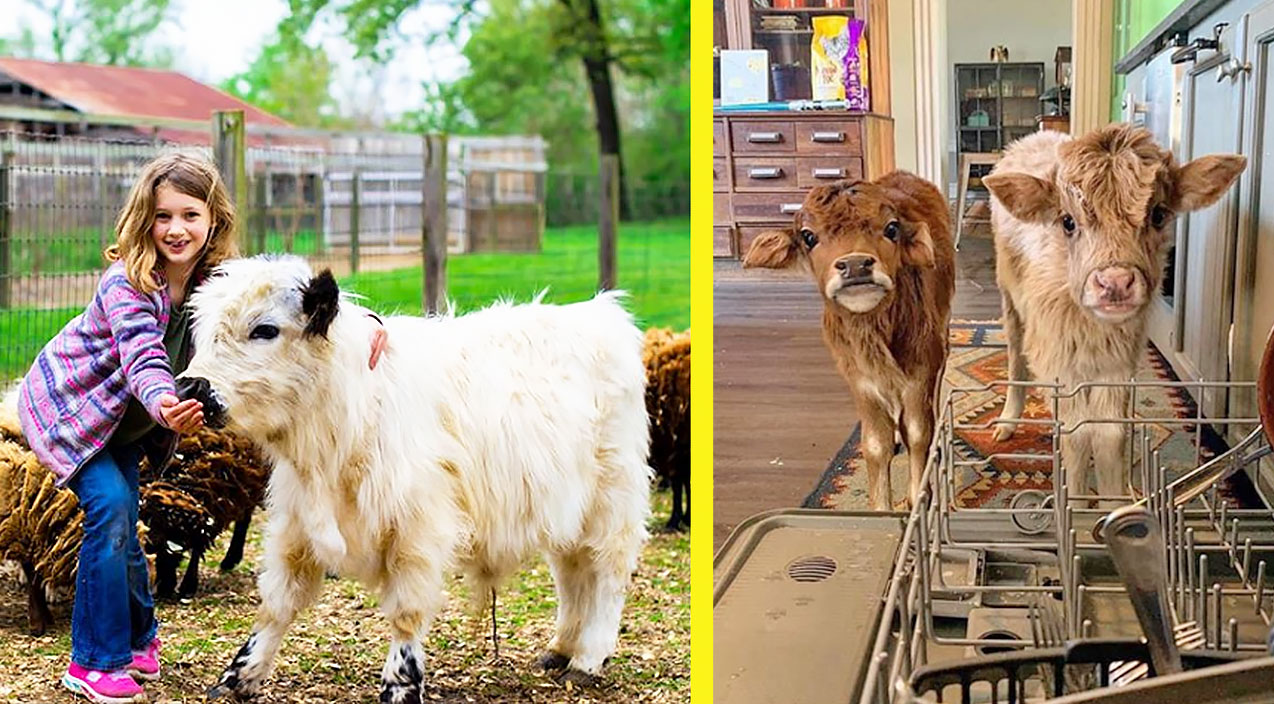 Newest Trend: Mini Cows As Pets – Country Music Nation