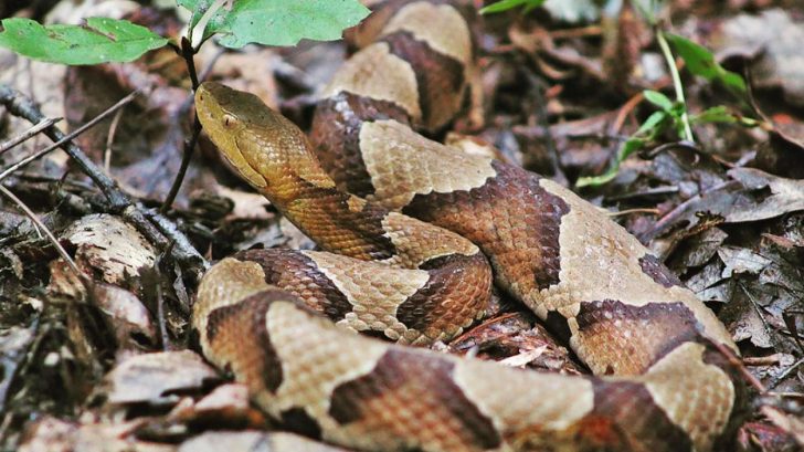 Baby Copperhead Season Is Upon Us – Here’s What To Know – Country Music ...