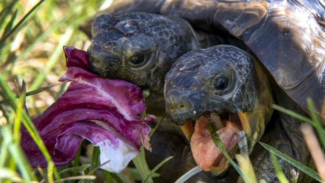 New Photos Surface Of Oldest Two-Headed Turtle Alive – Country Music Nation