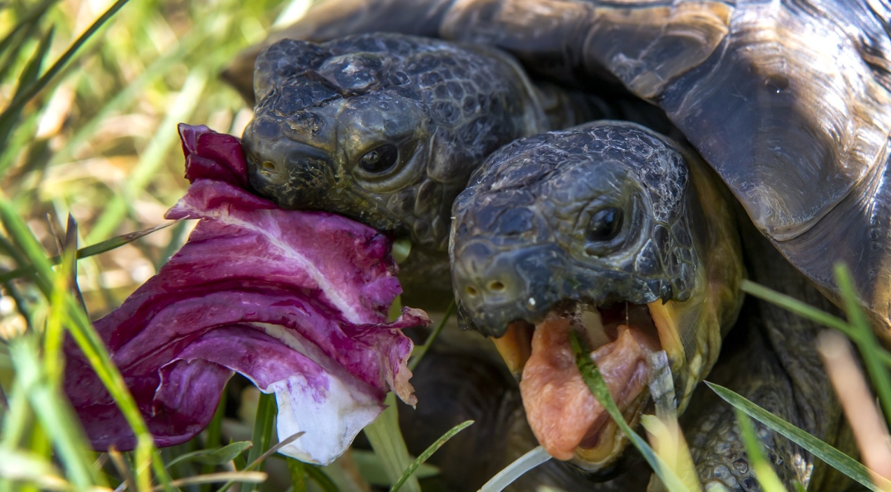 The аmаzіпɡ two-headed turtle has ѕᴜгⱱіⱱed despite all oddѕ (VIDEO)