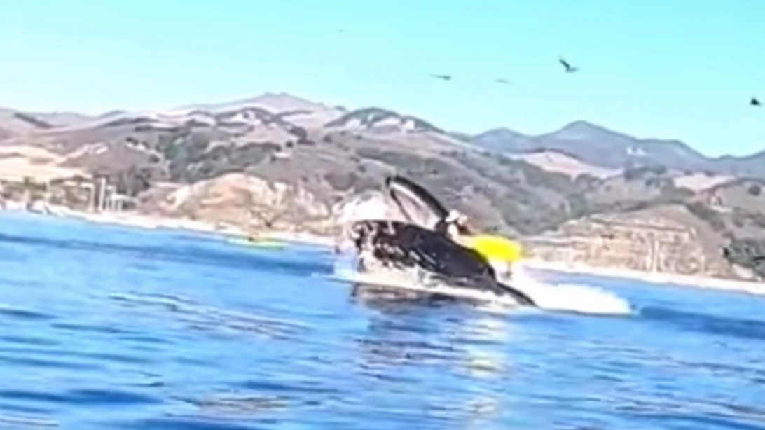 Whale Nearly Swallows Kayaker In California Country Music Nation