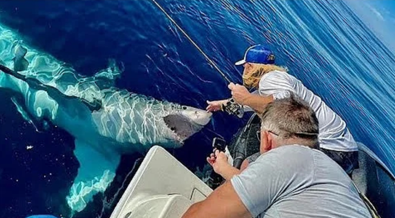 Great White Shark Bites Boat 65 Miles Off Tampa Bay