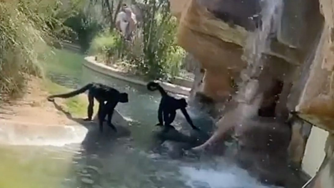 Woman Feeds Hot Cheetos To Monkeys At El Paso Zoo Country Music Nation