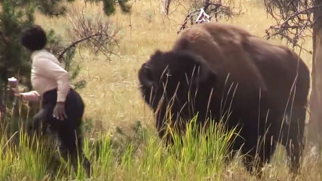 Tourist Taking Selfie With Wild Bison Gets The Scare Of Her Life ...