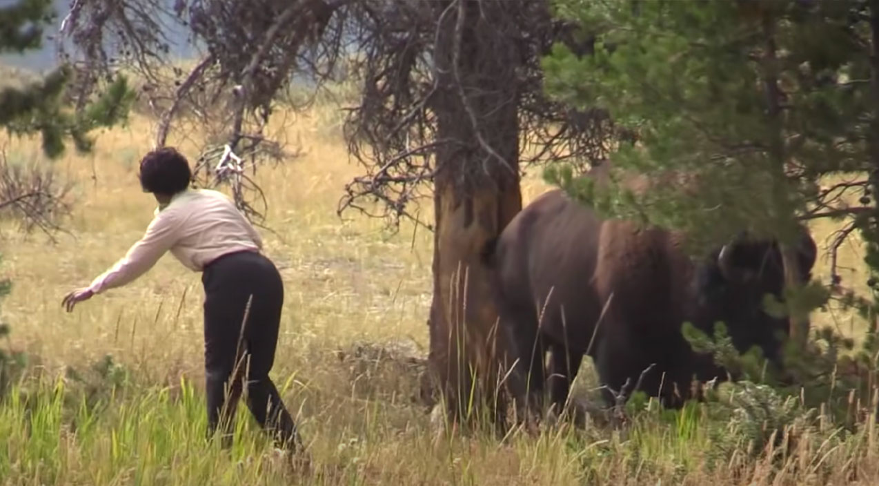 Tourist Taking Selfie With Wild Bison Gets The Scare Of Her Life