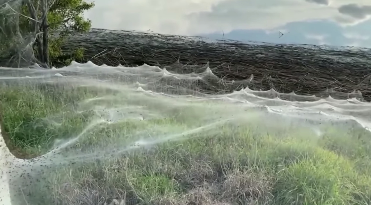 what spiders make webs on the ground