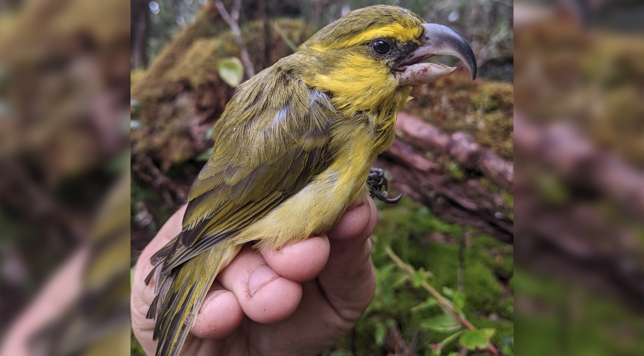 "Extinct" Bird Found Near Hawaiian Volcano