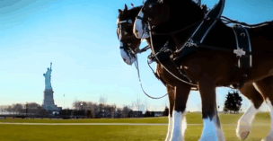 Budweiser Clydesdales