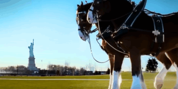 Budweiser Clydesdales