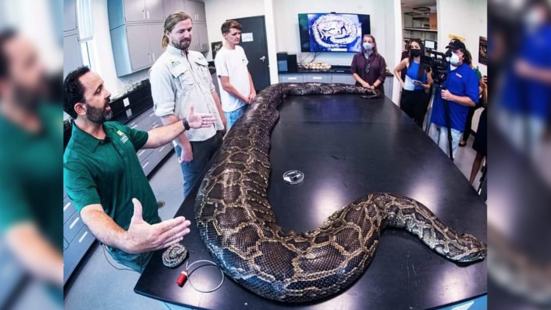 Biologists Just Caught Florida’s Biggest Burmese Python Ever