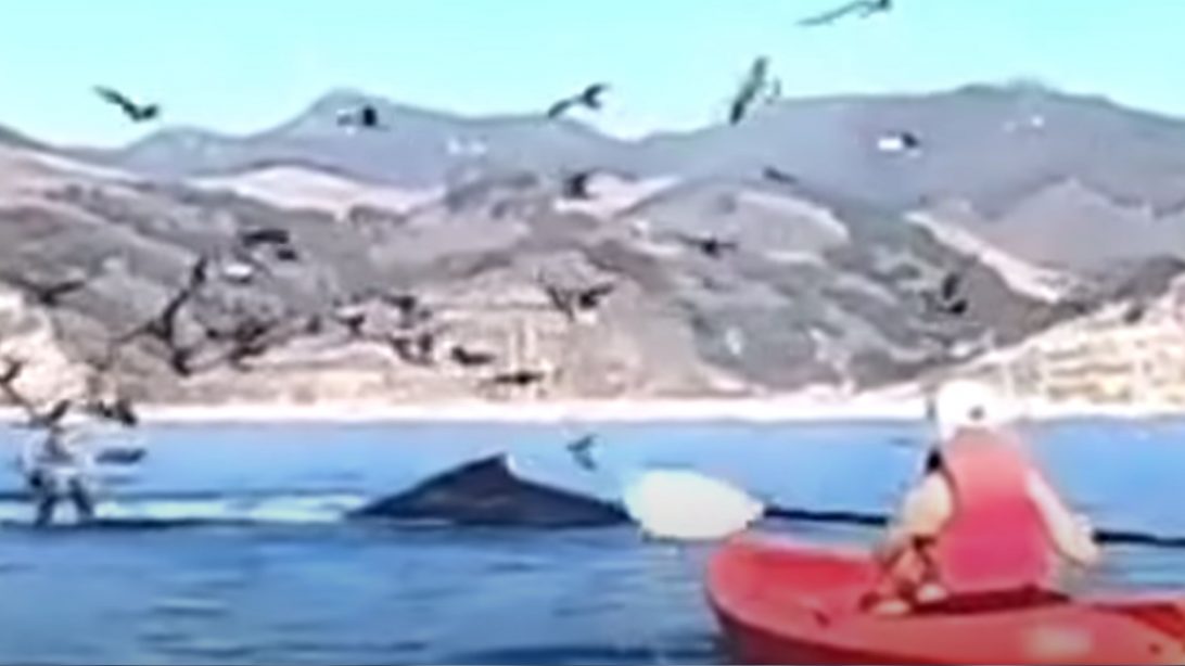 Whale Almost Swallowed Two Kayakers At California Beach