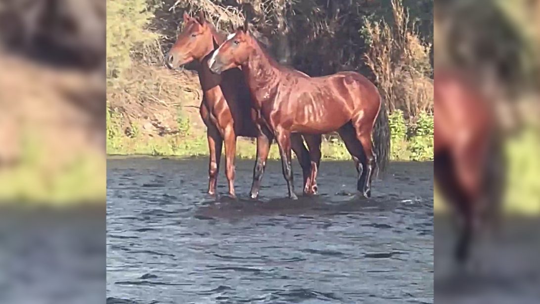Wild Horses Appear To Float Down Arizona River Country Music Nation