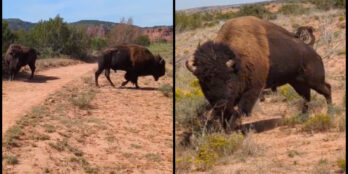 Woman films moment she's attacked by bison