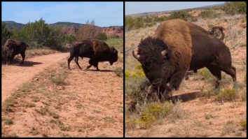 Woman films moment she's attacked by bison