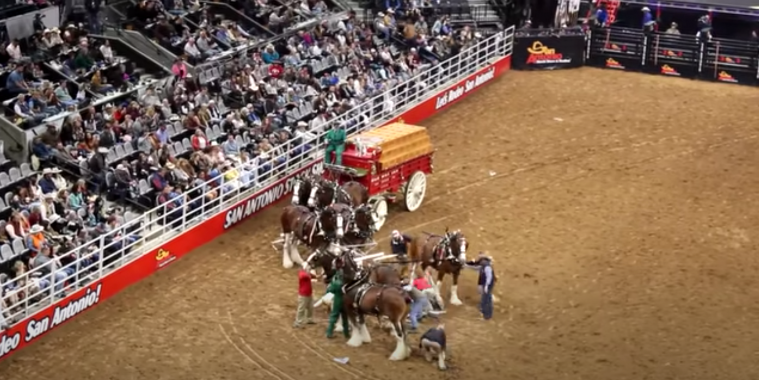Budweiser Clydesdales Cause Scare At San Antonio Rodeo Country Music