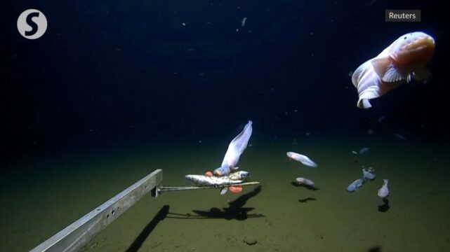 Breaking Records: Scientists Films Deepest Fish Ever Recorded