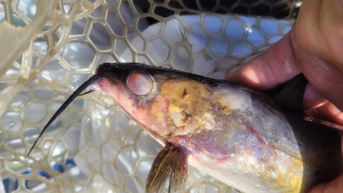 300 Catfish Mysteriously Found Dead At Chickamauga Lake