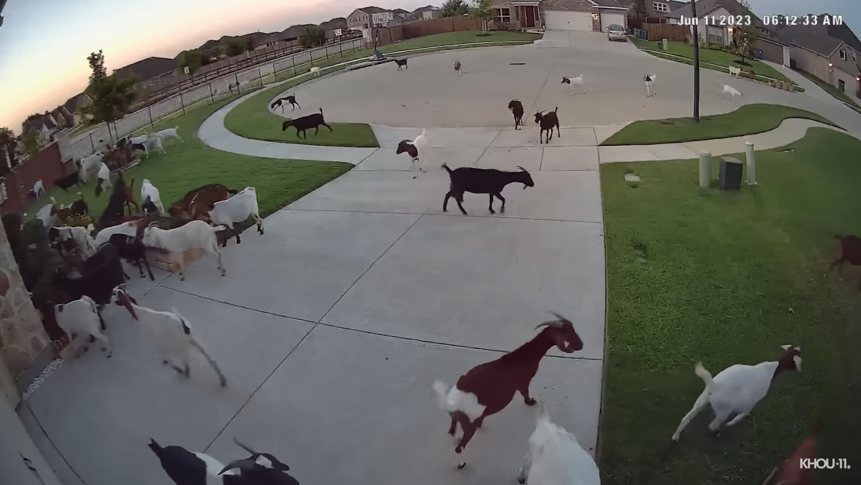 The goats eat the flowers, trees, and vegetation in residents yards.