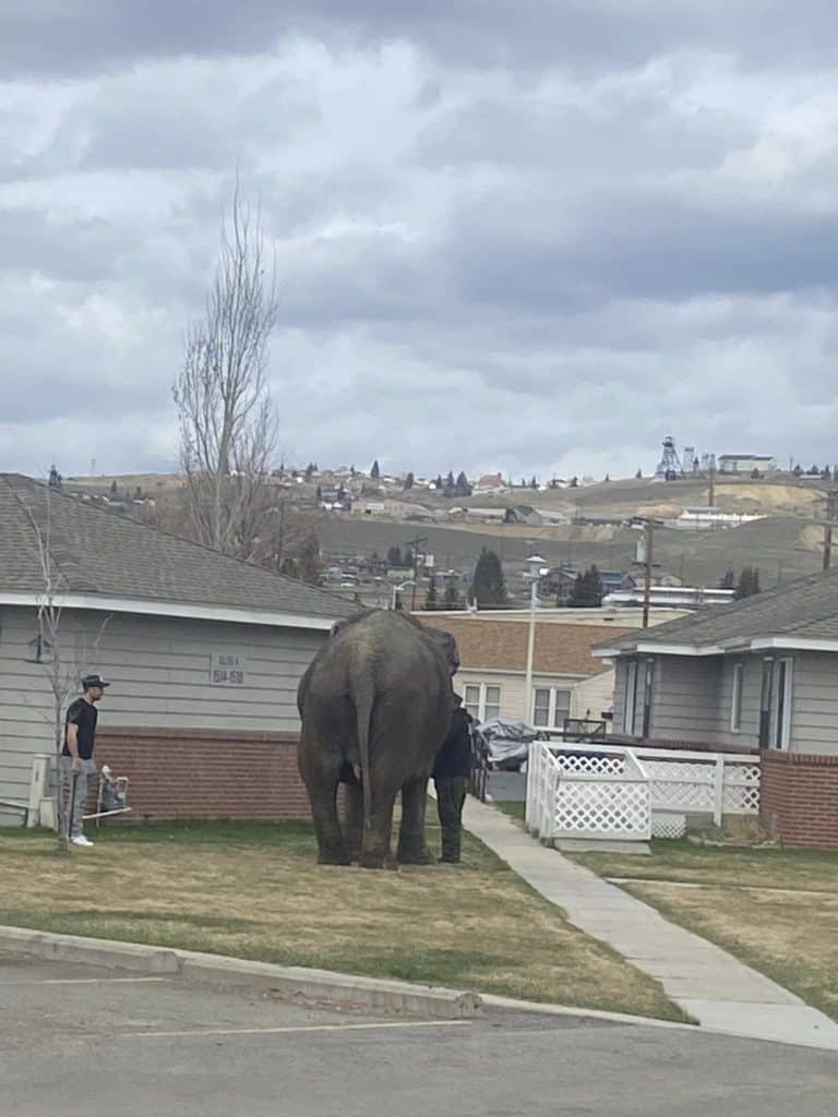 An escaped circus elephant got loose in Butte, Montana
