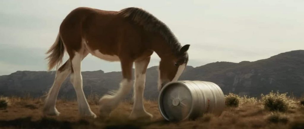 The Clydesdale foal in the Super Bowl commercial for Budweiser 