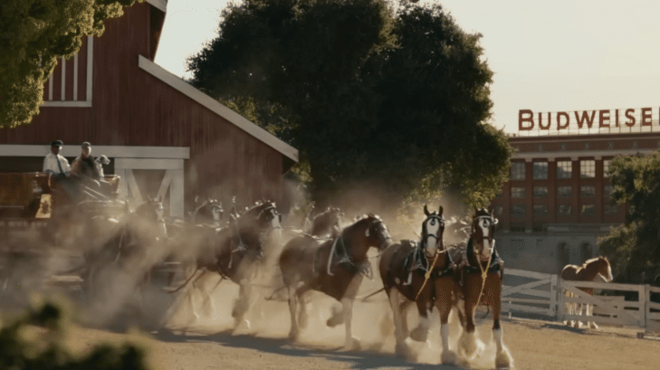 Fans Voted Budweiser’s Ad Featuring A Young Clydesdale Their Favorite Super Bowl 2025 Commercial