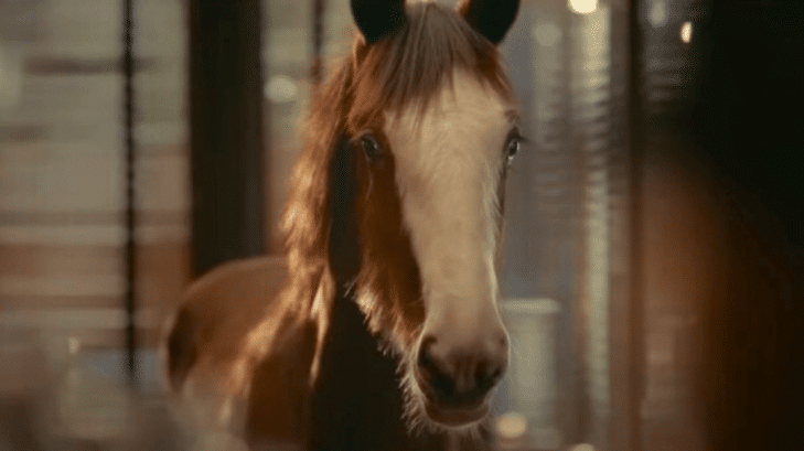 Meet Jake, the Clydesdale foal who starred in Budweiser's commercial for Super Bowl LIX