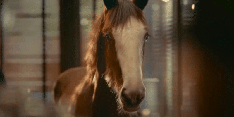 Meet Jake, the Clydesdale foal who starred in Budweiser's commercial for Super Bowl LIX