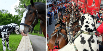 The Budweiser Clydesdales are often seen with a Dalmatian dog