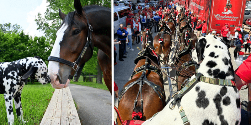 The Budweiser Clydesdales are often seen with a Dalmatian dog