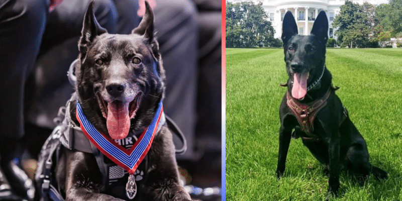 K-9 Hurricane, the most decorated dog in the United States, has died at the age of 16