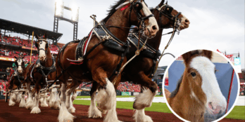 budweiser clydesdale horses