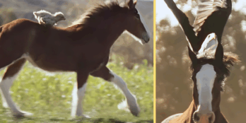 Budweiser releases 2026 Super Bowl ad early