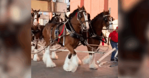 Budweiser Clydesdales arrive at Busch Stadium on Opening Day for the Cardinals