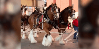 Budweiser Clydesdales arrive at Busch Stadium on Opening Day for the Cardinals