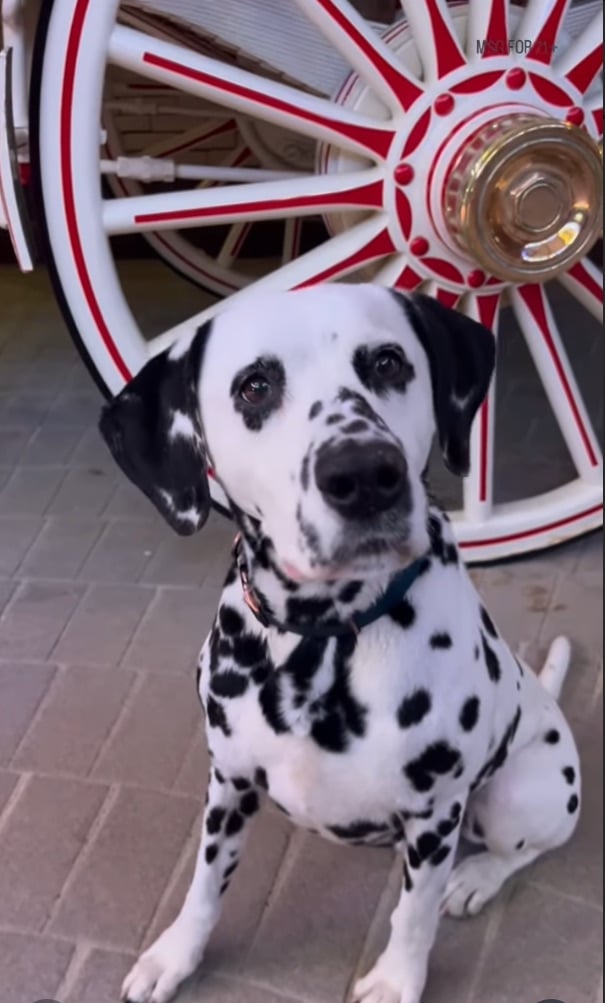 A Budweiser Dalmatian gets ready for Opening Day 